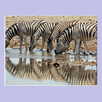 Africa, Namibia, Etosha NP. Burchell's Zebra postcards
