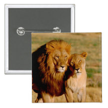 Africa, Namibia, Okonjima. Lion & lioness Pins
