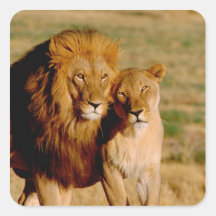Africa, Namibia, Okonjima. Lion & lioness Square Sticker