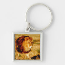 Africa, Namibia, Okonjima. Lone male lion. Keychain