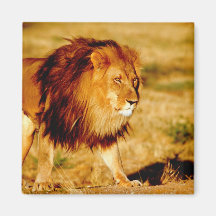 Africa, Namibia, Okonjima. Lone male lion. Magnets