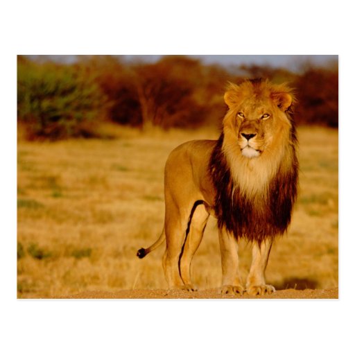 Africa, Namibia, Okonjima. Lone male lion Postcards