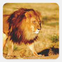 Africa, Namibia, Okonjima. Lone male lion. Square Sticker