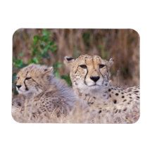 Africa, South Africa, Tswalu Reserve. Cheetahs Rectangular Magnet