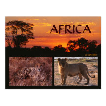 Africa Sunset & Big Cats Postcard