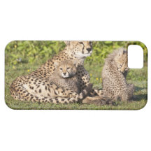 Africa. Tanzania. Cheetah mother and cubs 2 iPhone 5 Covers