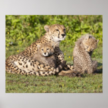 Africa. Tanzania. Cheetah mother and cubs 2 Posters