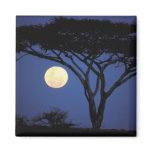 Africa, Tanzania, Tarangire. Acacia tree in Magnet