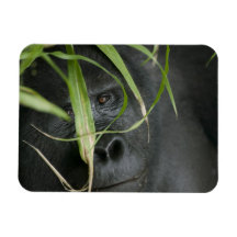 Africa, Uganda, Bwindi Impenetrable National 6 Rectangular Magnets