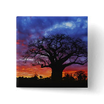 African baobab tree, Adansonia digitata, 2 Buttons
