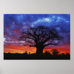 African baobab tree, Adansonia digitata, 2 Posters