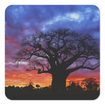 African baobab tree, Adansonia digitata, 2 Stickers