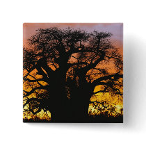 African baobab tree, Adansonia digitata, Pin