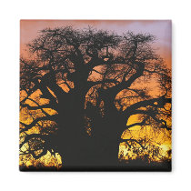 African baobab tree, Adansonia digitata, Fridge Magnet