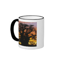 African baobab tree, Adansonia digitata, Mug