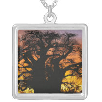 African baobab tree, Adansonia digitata, Pendants