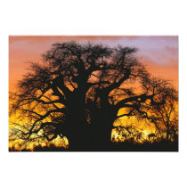 African baobab tree, Adansonia digitata,