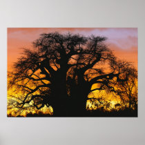 African baobab tree, Adansonia digitata,