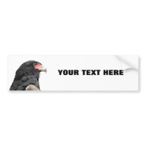 African Bateleur Eagle Wildlife Art