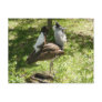 African Birds: Kori Bustard
