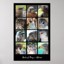African Birds of Prey Poster