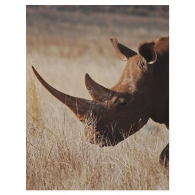 African black rhino with big horns full color flyer by laureenr