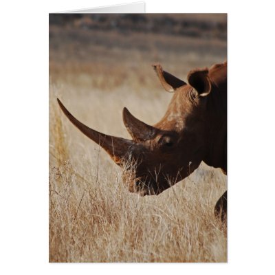 African black rhino with big horns greeting card by laureenr