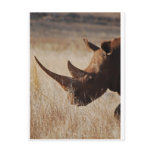 African black rhino with big horns post card