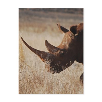 African black rhino with big horns post cards by laureenr