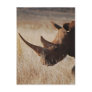 African black rhino with big horns post cards