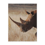 African black rhino with big horns postcards