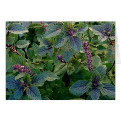 African Blue Basil by charlesblack7