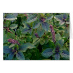 African Blue Basil cards