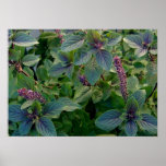 African Blue Basil