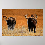 African Buffalo Poster