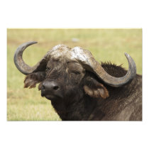 African Buffalo, Syncerus caffer, standing in