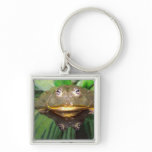 African Burrowing Bullfrog, Pyxicephalus 2 Keychains