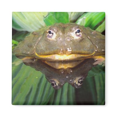 African Burrowing Bullfrog, Pyxicephalus 2 Fridge Magnets by danitadelimont