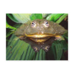 African Burrowing Bullfrog, Pyxicephalus 2 Postcard