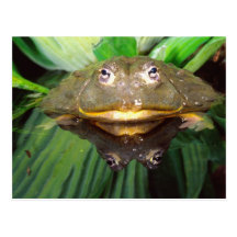 African Burrowing Bullfrog, Pyxicephalus 2 Postcard