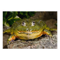 African Burrowing Bullfrog, Pyxicephalus