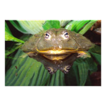 African Burrowing Bullfrog, Pyxicephalus Photographic Print