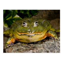 African Burrowing Bullfrog, Pyxicephalus Post Cards