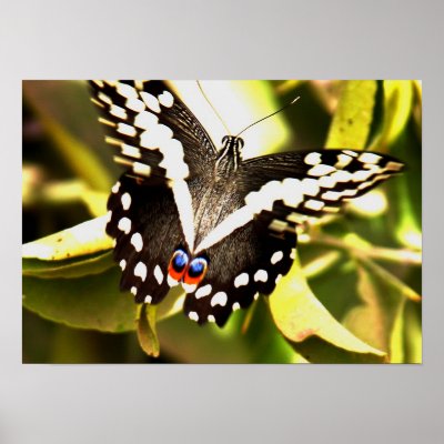 African Butterfly Art Work by lemzo76