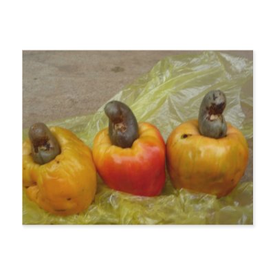 African Cashew Nut Fruit Postcard by YambaSue