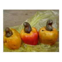 African Cashew Nut Fruit Postcard