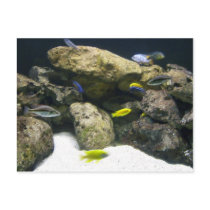 African Cichlid aquarium postcard