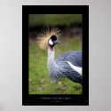 African Crowned Crane posters