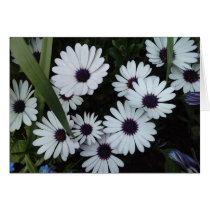 African Daisies Card