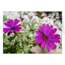 African Daisies Cards